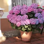 Eden - Garden